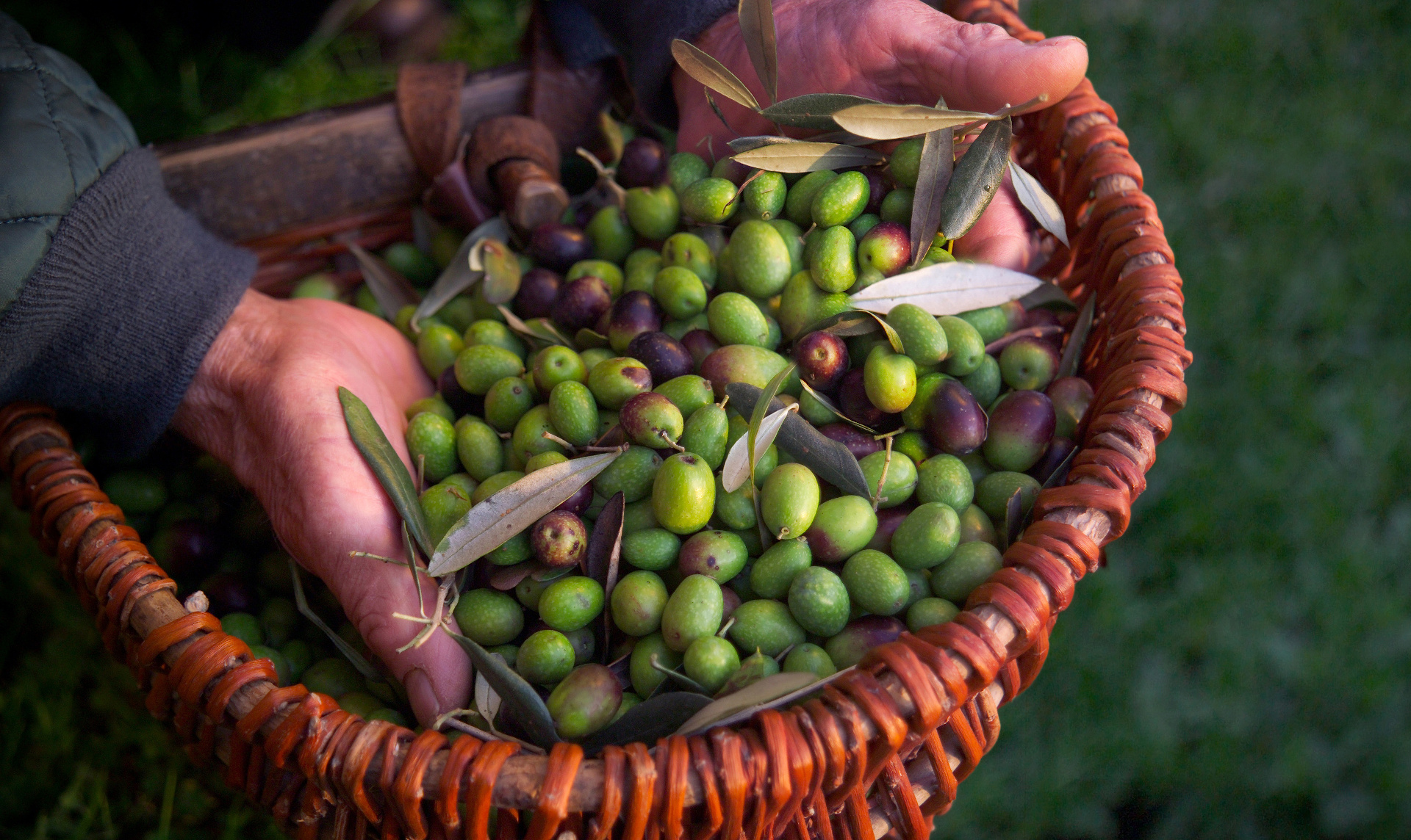 a handful of freshly harvested olives