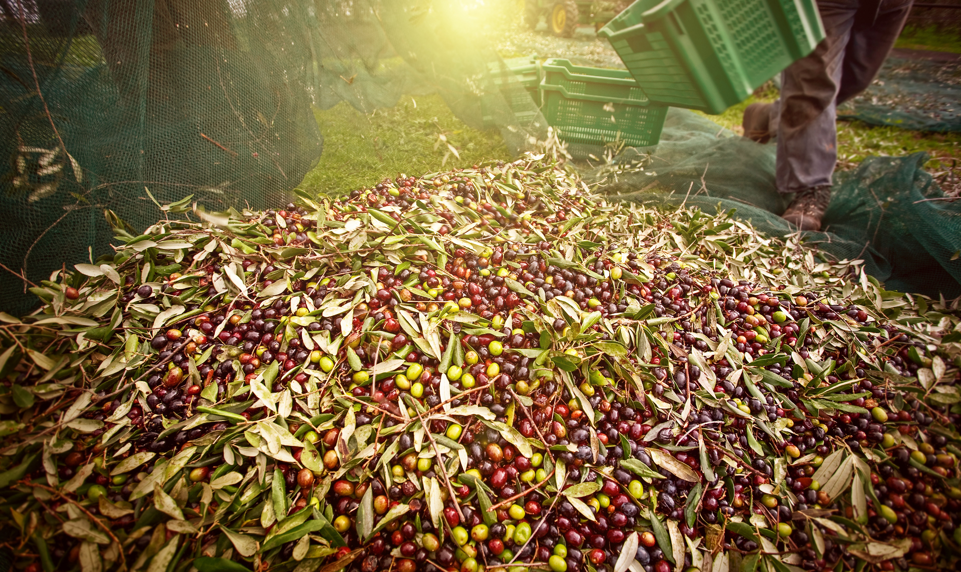 Olives harvesting in Italy. Peasant with Nets at sunset